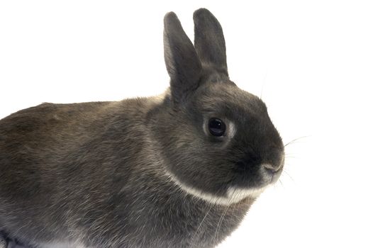 portrait of a dwarf rabbit in studio on white background