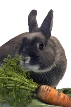 portrait of a rabbit and his favorite vegetables in studio on white background                                