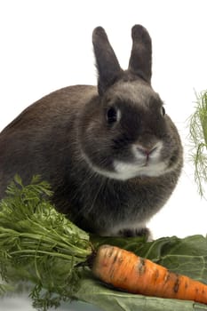 portrait of a rabbit and his favorite vegetables in studio on white background                                