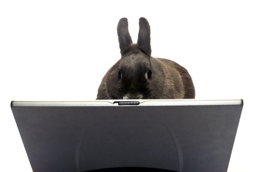 rabbit to illustrate the webmaster e-commerce                                