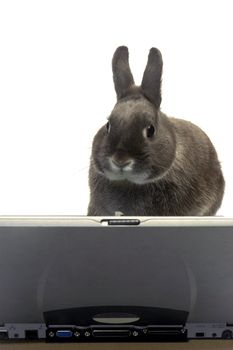 rabbit to illustrate the webmaster e-commerce                                