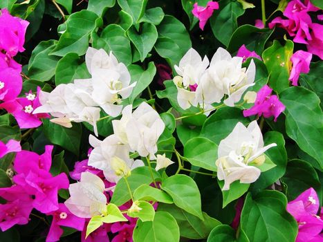 Beautiful tropical floral background: colorful white and bright pink bougainvilleaswith lush green foliage.