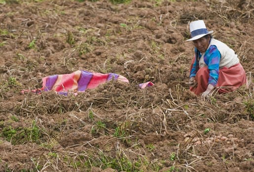 SACRED VALLEY,  PERU - MAY 26 : Peruvian woman in a potato harvest in the Andes of Peru
