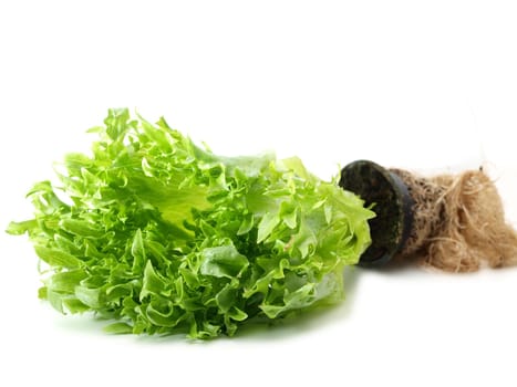 Lettuce in a pot with roots, isolated towards white background
