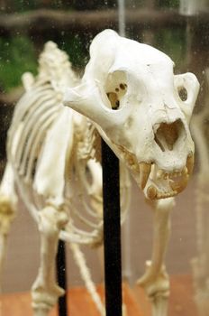detail of animal skeleton ,tiger bone