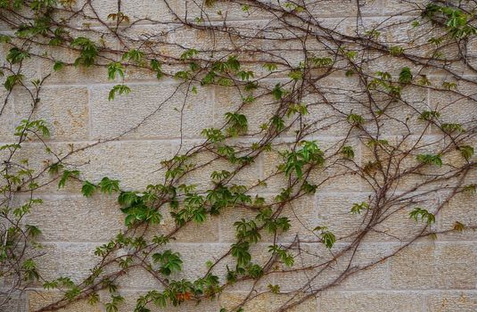 Decorative sandstone wall with young wild grape climbing on