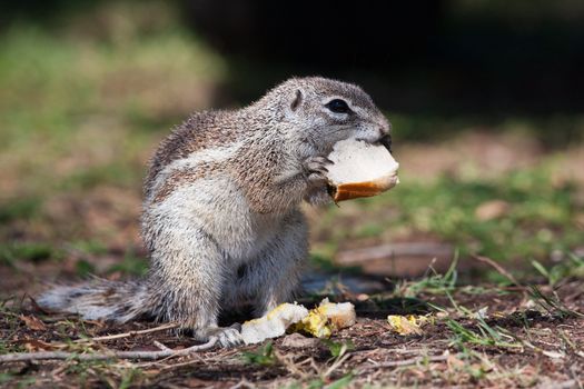 African mountain  ground squirrel eating a sandwich