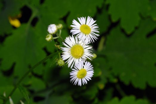 Spring weeds isolated against a green background