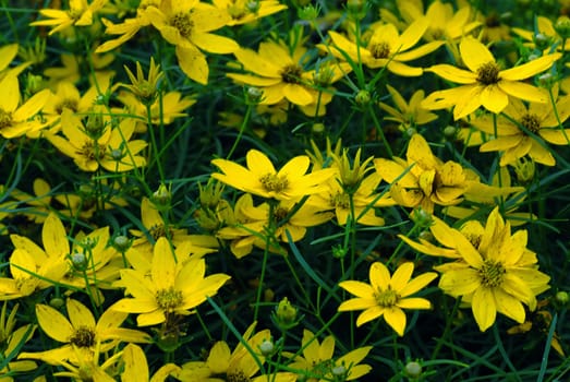 pretty sunflowers isolated against a green natural back ground