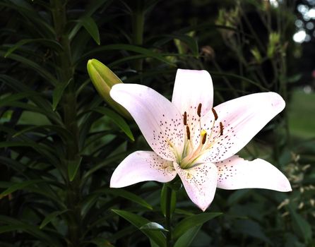 White day lillies on  a bright summer day