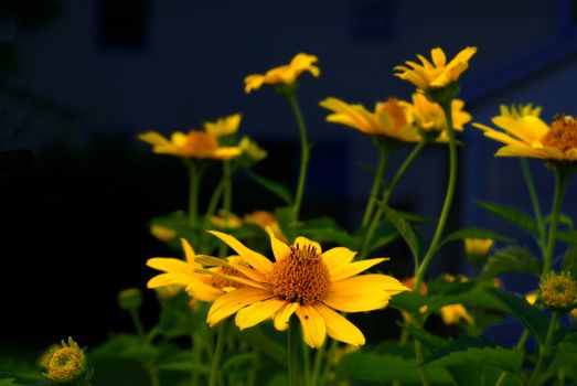 many Sunflowers against a dark back ground