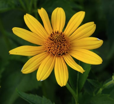A pretty sunflower isolated against a green natural back ground