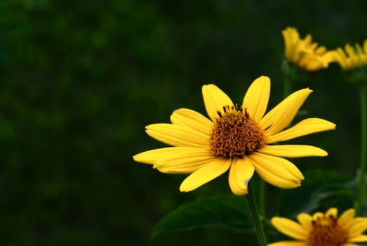 pretty sunflower isolated against a green natural back ground with copyspace