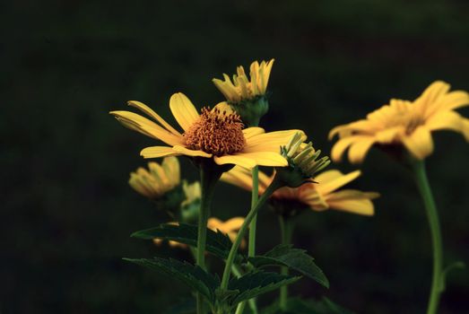 Beautiful yellow sun flowers against a green nature back ground