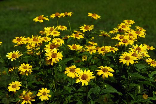 Fresh sunflowers during a bright hot summer day