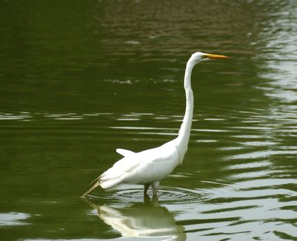 a white stork waiting to catch fish at a local pond