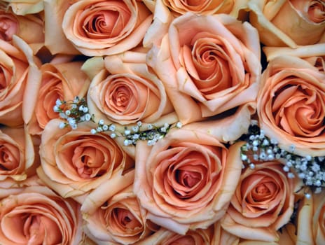 Closeup picture of a  bunch of roses 