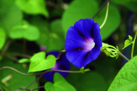 Pretty violet flowers on a green vine