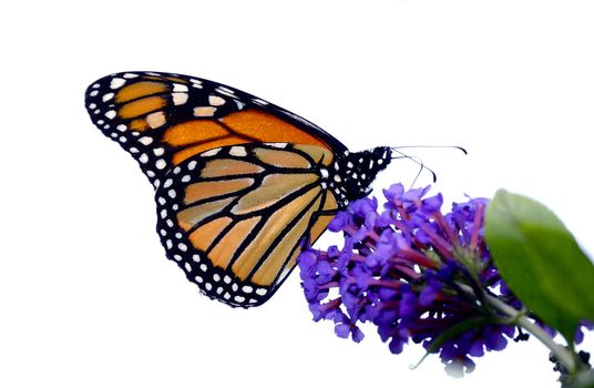 A beautiful monarch butterfly enjoying its lunch on  a flower