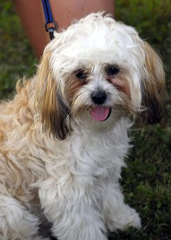 A cute hairy dog resting lazily in a park