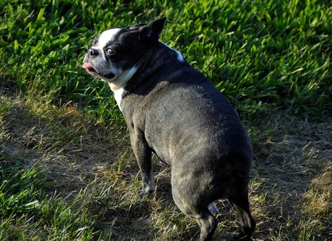 A cute dog looking at the camera in the lawn