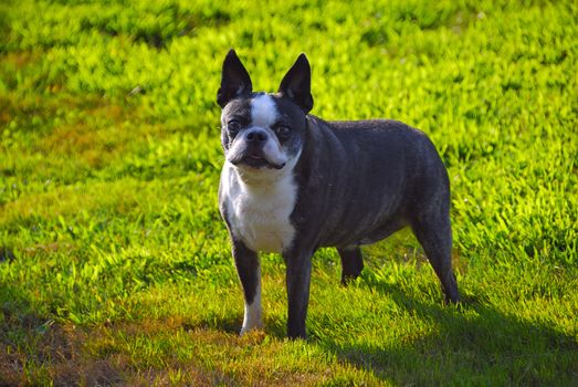 A cute dog looking at the camera in the lawn