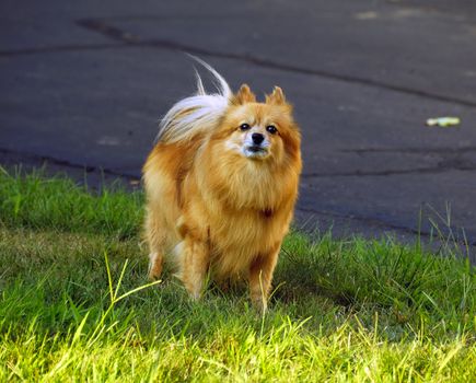 A cute dog looking at the camera in the lawn