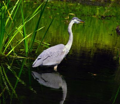 A great blue heron waiting to catch his fish