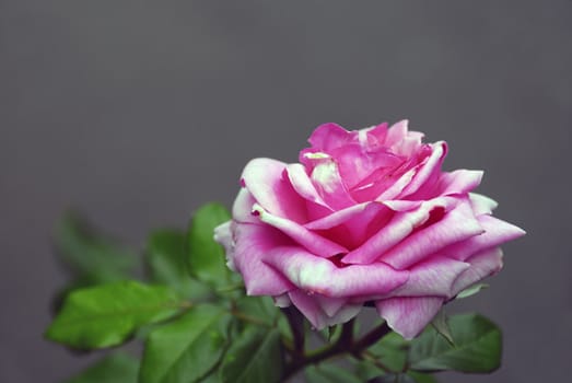 Pink Rose isolated on a gray background with copy-space