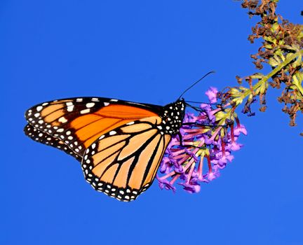 A beautiful monarch butterfly enjoying its lunch on a flower