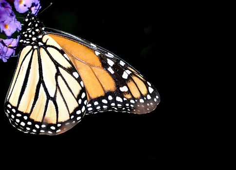 A beautiful monarch butterfly enjoying its lunch on a flower