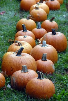 Freshly farm grown pumpkins ready for halloween