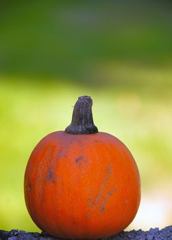 an halloween pumpkin isolated on a tree branch