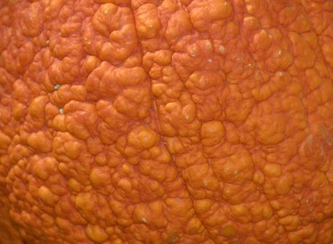 Closeup shot of textures in an pumpkin