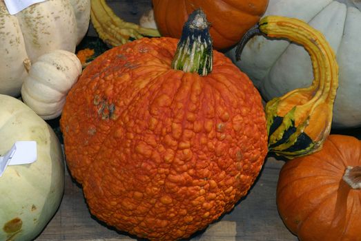 Freshly farm grown pumpkins ready for haloween