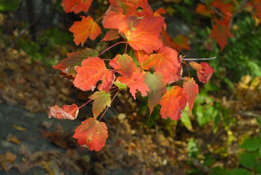 Autum foliage on a bright sunny day