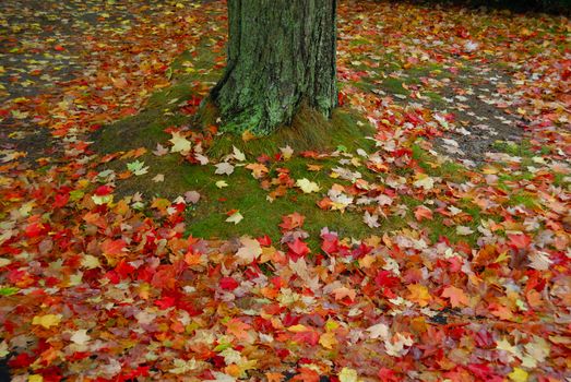 Vibrant fall foliage on a bright overcast day fallen leaves