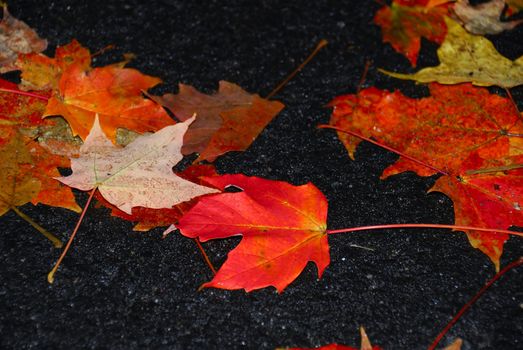 Vibrant fall foliage on a bright overcast day fallen leaves