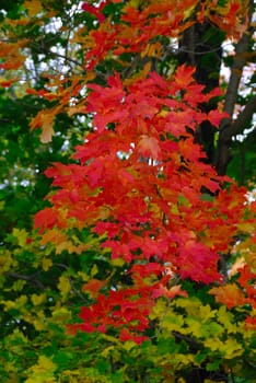 Vibrant fall foliage on a bright overcast day