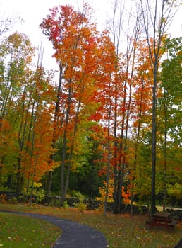 Vibrant fall foliage on a bright overcast day