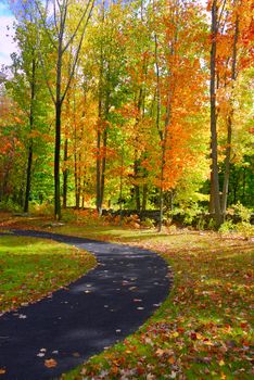 Vibrant fall foliage on a bright overcast day fallen leaves