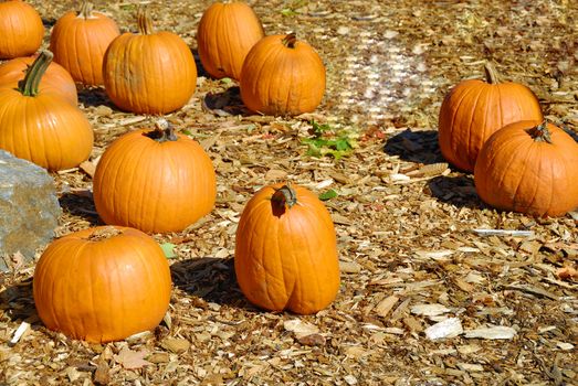 Freshly harvested pumpkins for sale at a local market