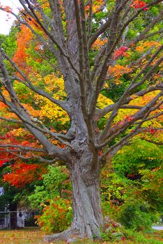 A barren tree shedding its leaves during fall season