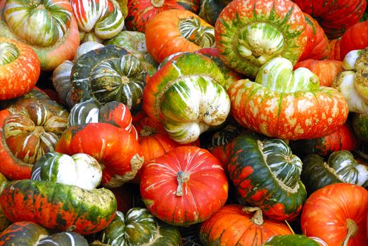 Freshly harvested squash ready for sale at a local market