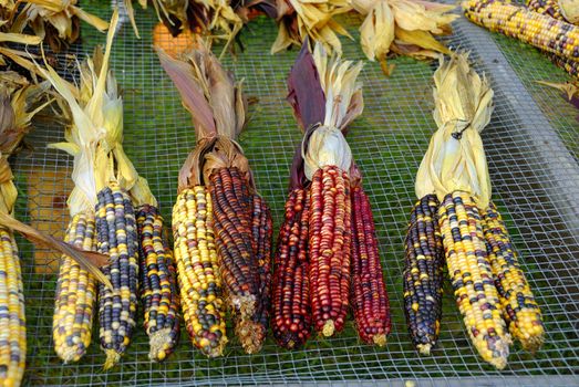 Freshly harvested Indian corn arranged for sale at a local market