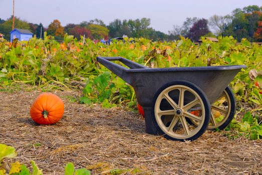 Cart and freshly cut pumpkin concept of harvest