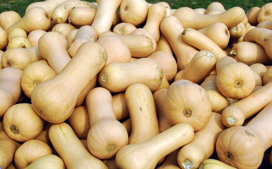 Freshly harvested squash ready for sale at a local market