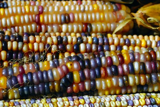 Freshly harvested Indian corn arranged for sale at a local market