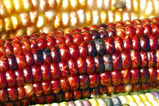 Freshly harvested Indian corn arranged for sale at a local market