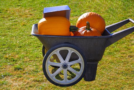 Freshly harvested pumpkins for sale at a local market